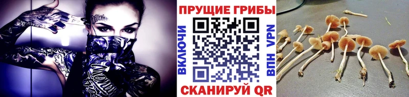 Псилоцибиновые грибы Psilocybe  сколько стоит  Кедровый 